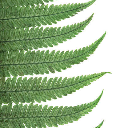 Vickerman 16-18" Fern Green Fern- Parchment 10 stems Preserved