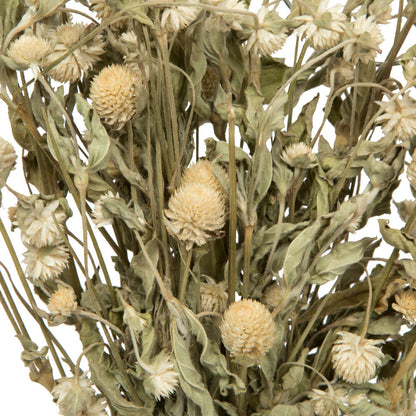 Vickerman Natural Botanicals 17-19" Cream Dried Gomphrena Globe Amaranth 4 oz. Bunch.