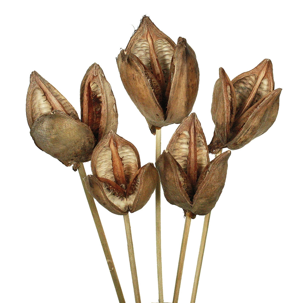 Vickerman 16" Natural Sora Pod Stemmed 5 stems Dried