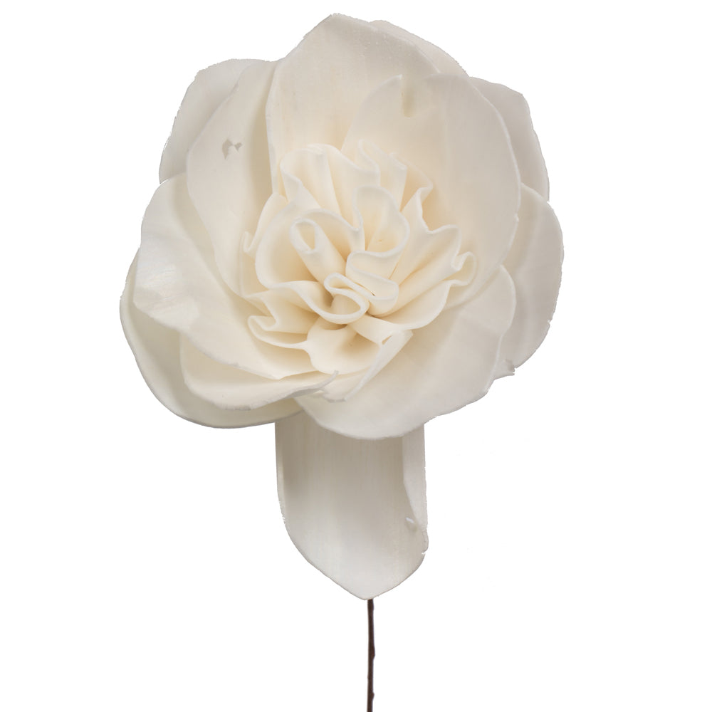 Vickerman Natural Botanicals 4" Natural Dried Gardenia Sola Flower on 12" wire stem- 12 stem/polybag.