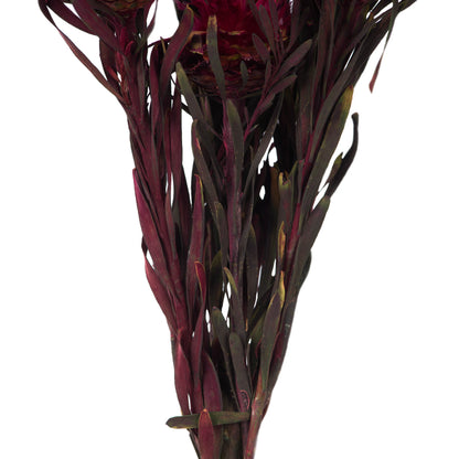 Vickerman 8-20" Merlot Plumosum Female 8 flower heads per bundle Preserved