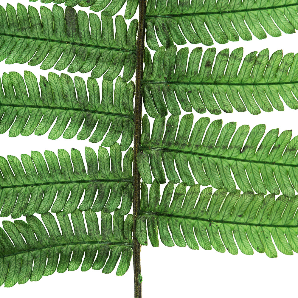 Vickerman 16-18" Fern Green Fern- Parchment 10 stems Preserved