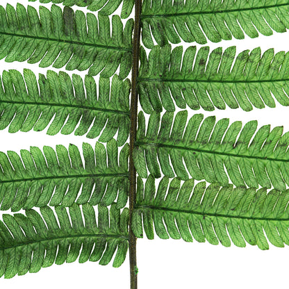 Vickerman 16-18" Fern Green Fern- Parchment 10 stems Preserved