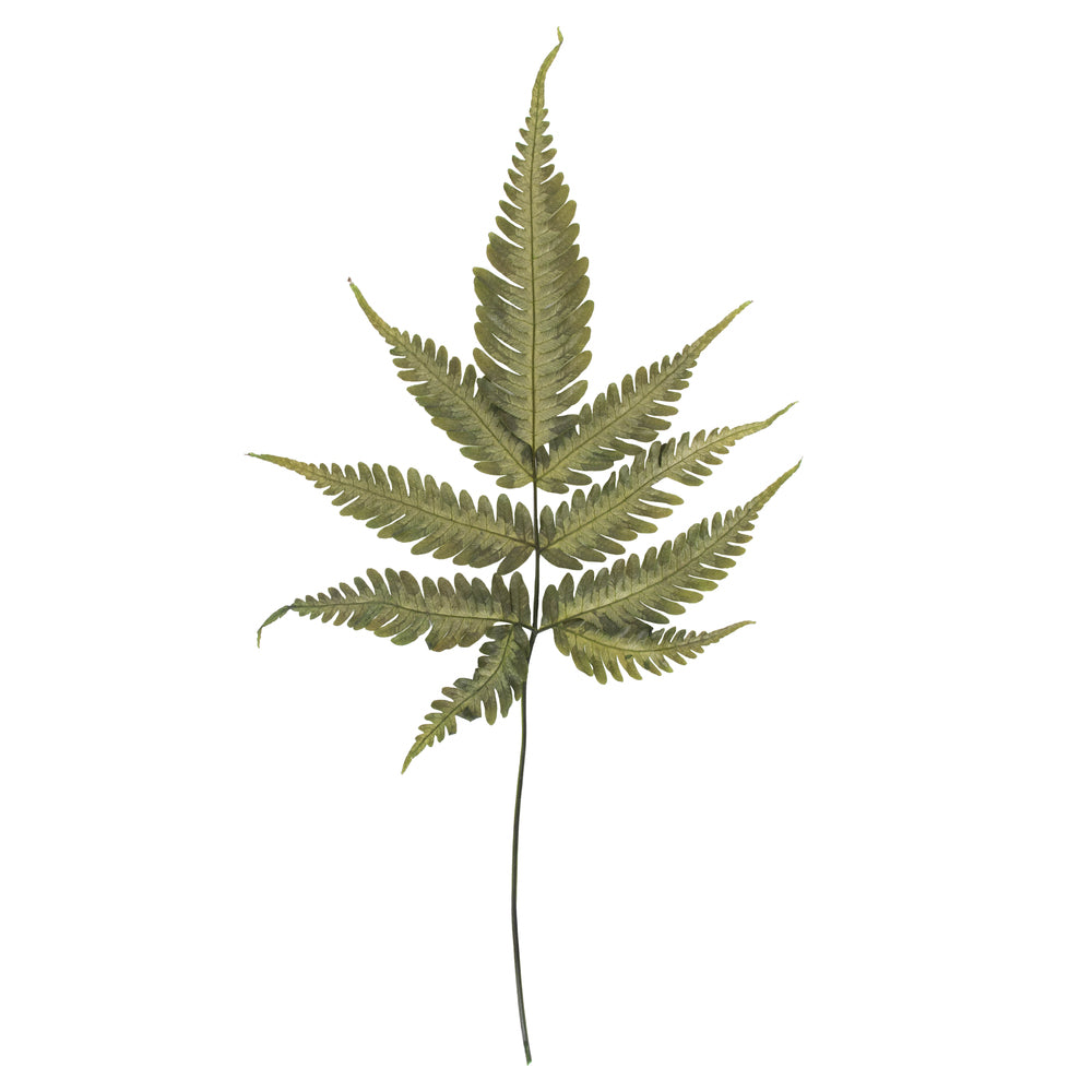 Vickerman 18-20" Basil Fern- Ombre 6 stems Preserved