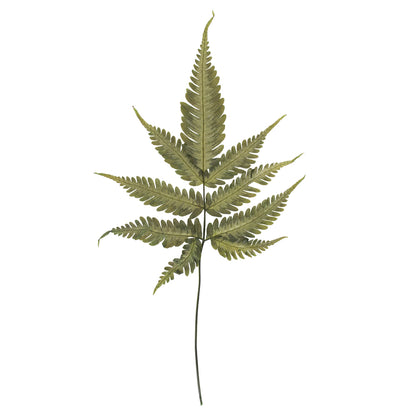Vickerman 18-20" Basil Fern- Ombre 6 stems Preserved