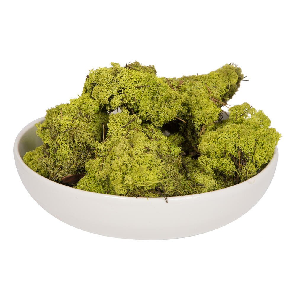 Vickerman Lime Green Preserved Reindeer Moss 2 Lbs per Box
