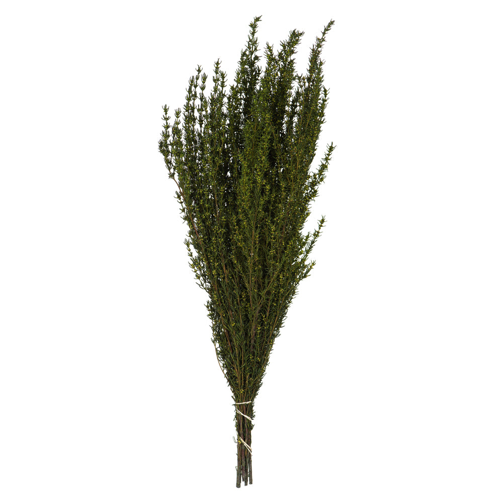 Vickerman 22-26" Basil Grabia 5-6 oz Bundle Preserved