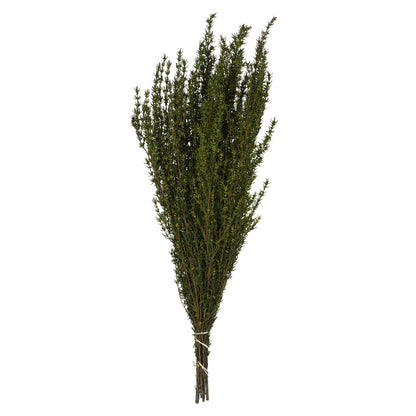 Vickerman 22-26" Basil Grabia 5-6 oz Bundle Preserved