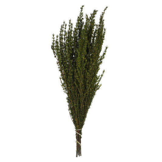 Vickerman 22-26" Basil Grabia 5-6 oz Bundle Preserved