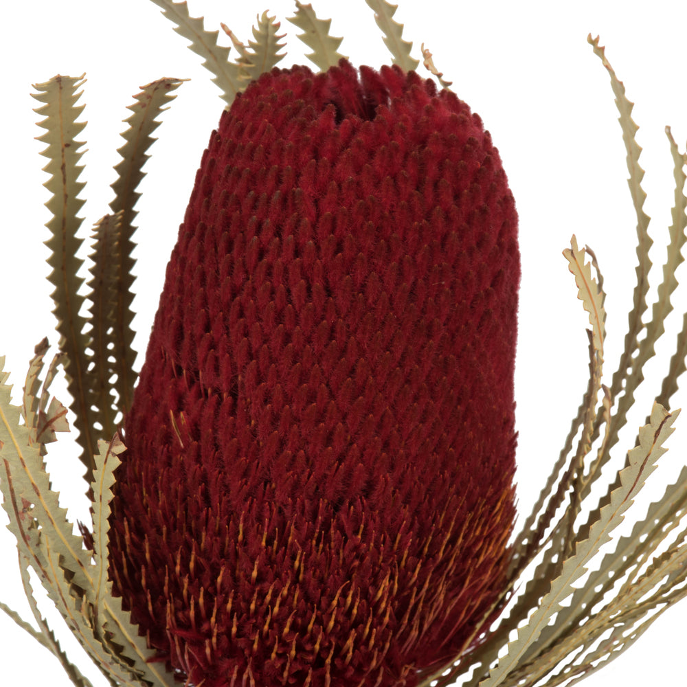 Vickerman 12"  Red Banksia Flower Stem. Includes 25 Stems per Pack. Dried