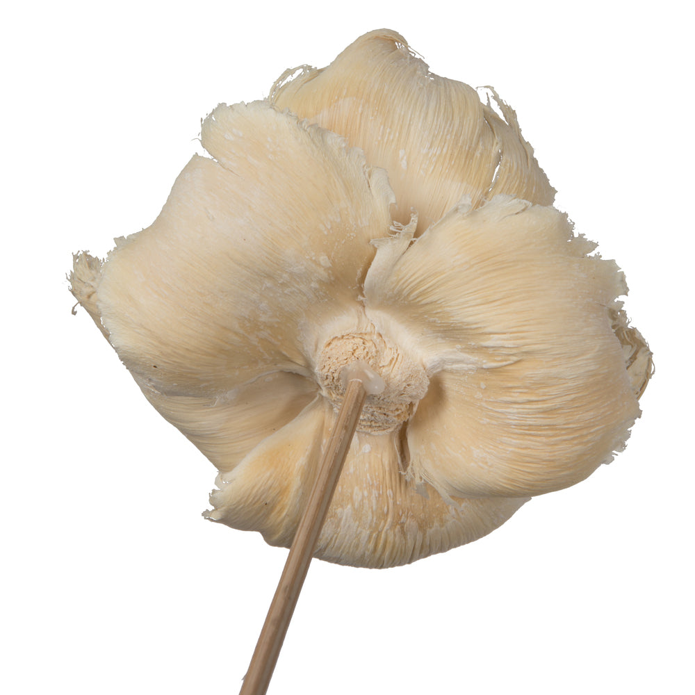Vickerman Natural Botanicals 2.75" Palm Cap White Wash on Stem. Includes 25 pieces per Pack.