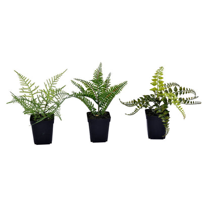 Vickerman 10" Artificial Green Potted Fern Assortment Set of 3