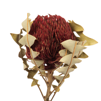 Vickerman 12" Red Baxteri (Banksia) Flower with Stem. Includes 3 Stems per Pack Dried