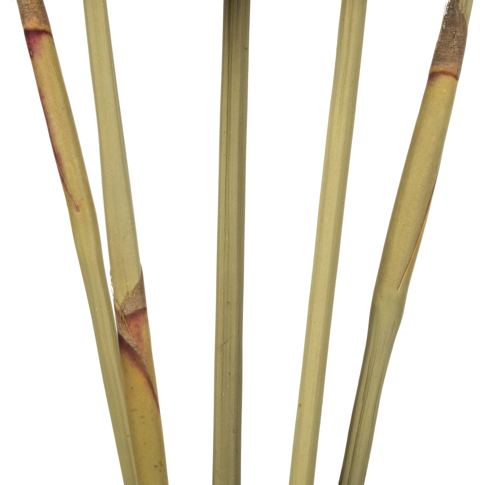 Vickerman 15" Violet Artichoke Head attached to a Reed Stem Dried