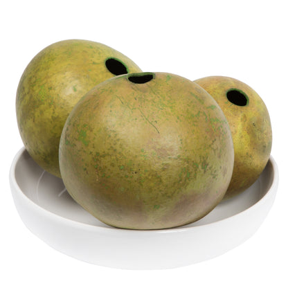 Vickerman 6-7" h x 6-8" w Basil Bacacuia Gourd 1 piece Dried