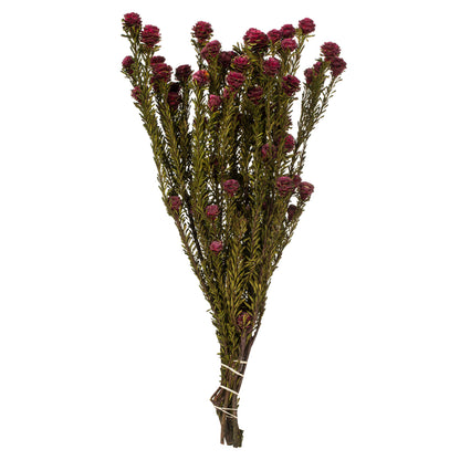 Vickerman 12" Merlot Tortum Bundle Female Preserved