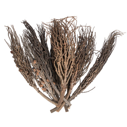 Vickerman Natural Botanicals 32" Coco Jhar Natural. Includes 10  pieces per Pack.