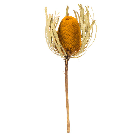 Vickerman 12" Jumbo Aspen Gold Banksia Flower with Stem. Includes 3 Stems per Pack. Dried