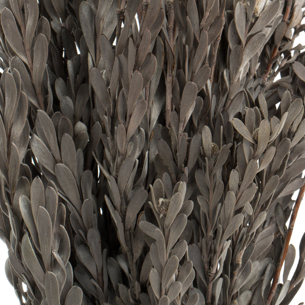 Vickerman 18-20" Silver White Pubescens 5 oz Bundle Preserved