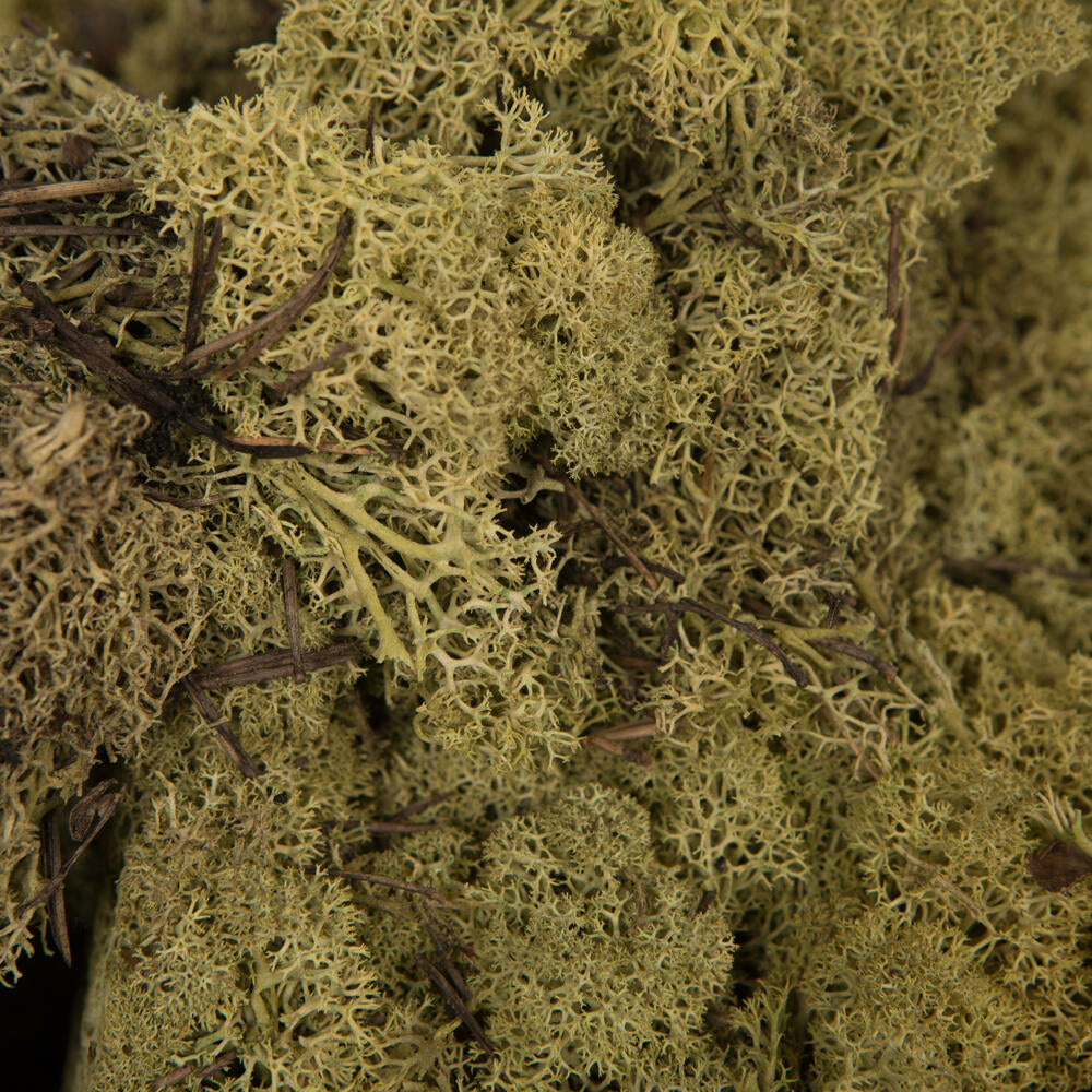 Vickerman Light Green Preserved Reindeer Moss 2 Lbs per Box