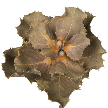 Vickerman Natural Botanicals 14" x 6" Queen Flower Small 2 heads per unit