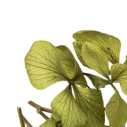 Vickerman 10 x 3 x 21" tray Basil Hydrangea Pieces. Tray multi stem Preserved