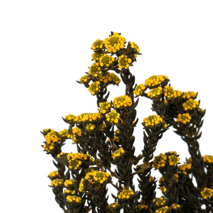 Vickerman 12-22" Aspen Gold Phylica Bundle 5-6 oz Preserved