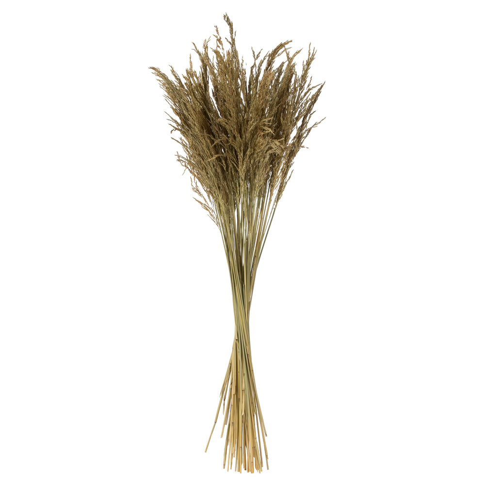 Vickerman 36" Natural Congo Grass 8 oz Bundle Dried