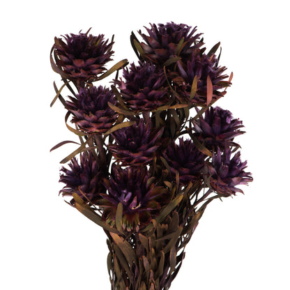 Vickerman 8-20" Violet Plumosum Female 8 flower heads per bundle Preserved