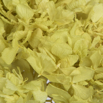 Vickerman 15" Apple Green Hydrangea with Multiple Branch Segments Preserved