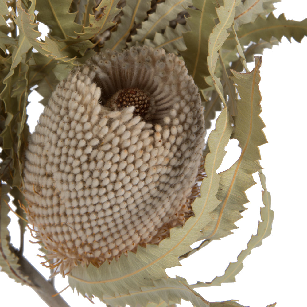 Vickerman Natural Preserved Banksia Prionote - Thumbnail 5