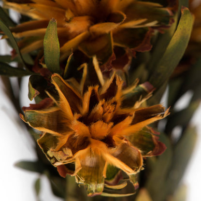 Vickerman 8-20" Autumn Plumosum Female 8 flower heads per bundle Preserved