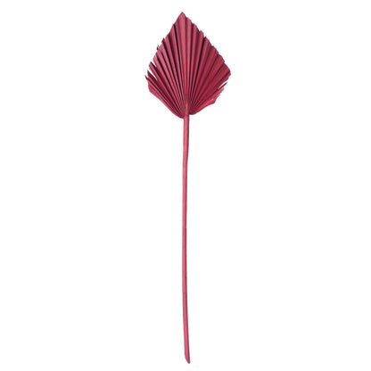 Vickerman Natural Botanicals 15.75 - 19.5" Deep Red Dried Palm Spear 12 per bag.