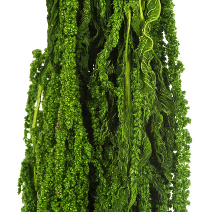 Vickerman 30" Spring Green Amaranthus Bundle Preserved