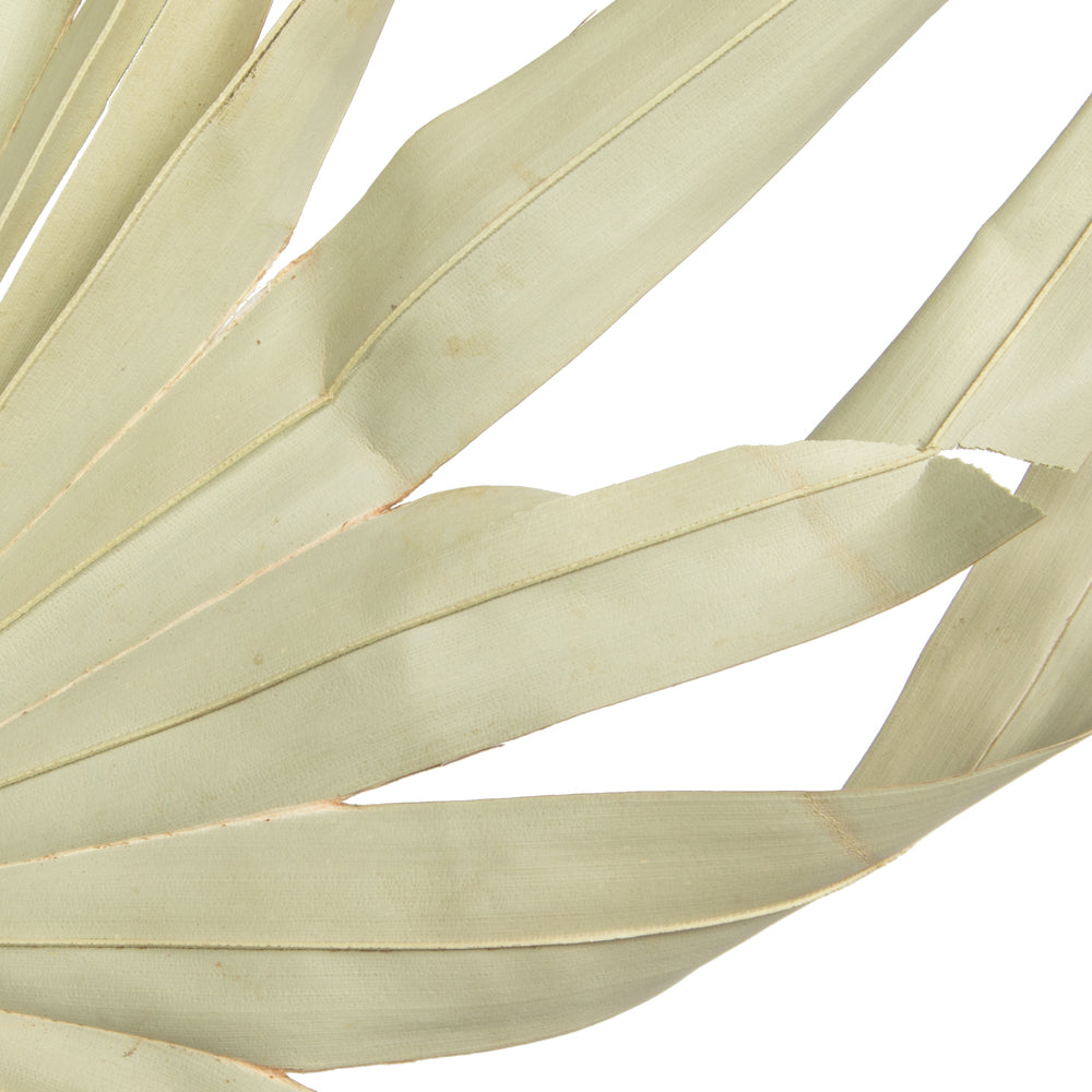 Vickerman Natural Botanicals 32-40" Natural Dried Palm Leaf Uncut- 12 stem/ polybag. Dried and preserved.