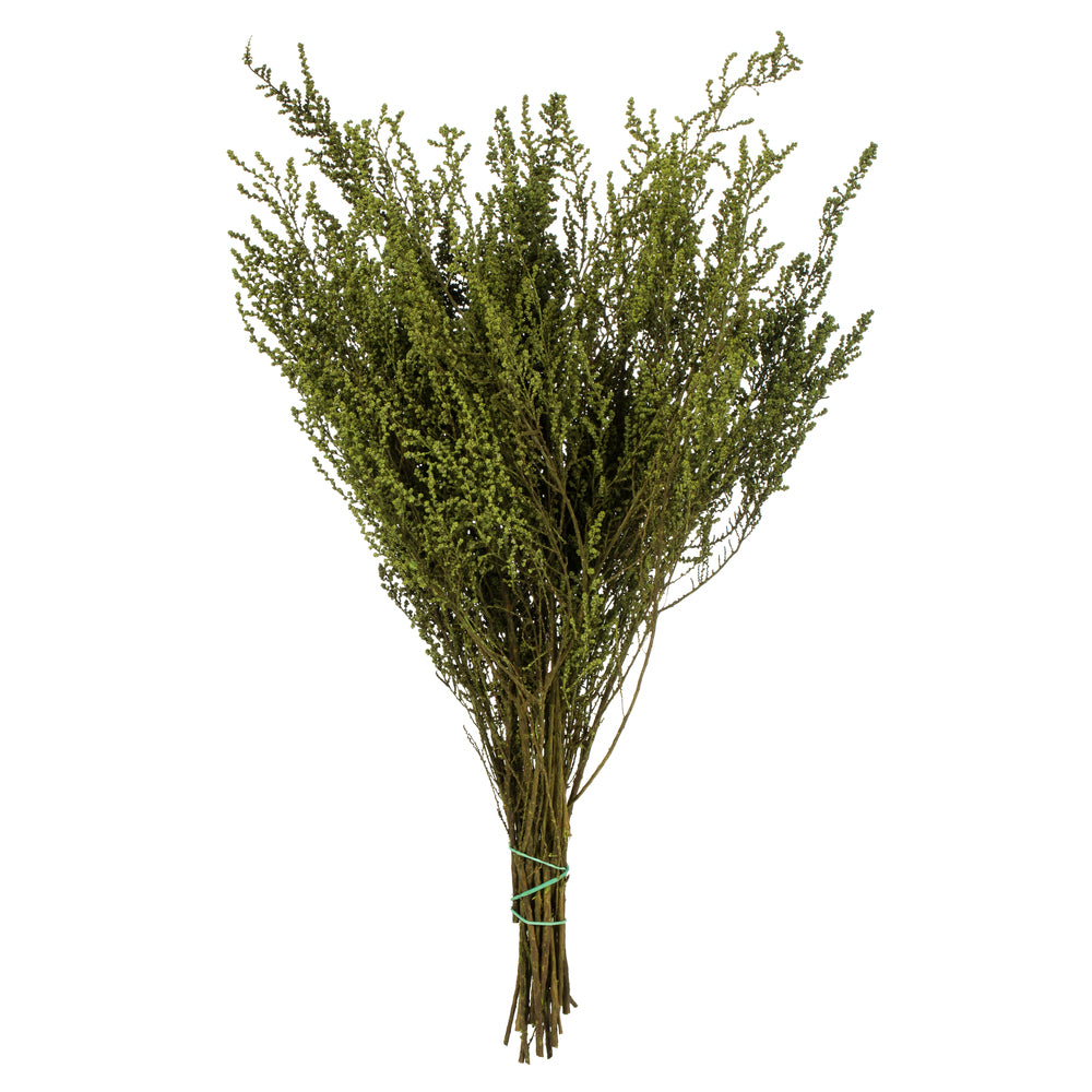 Vickerman 14-18" Oasis Green Stoebe Bundle Preserved
