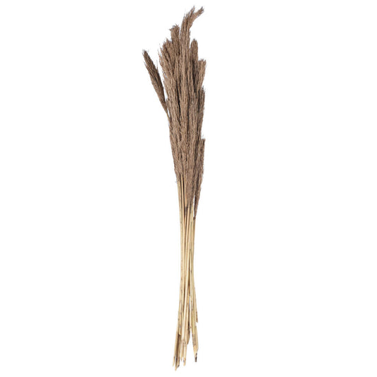 Vickerman Natural Botanicals 39 - 47" Natural Dried Pampas 24 per bag.