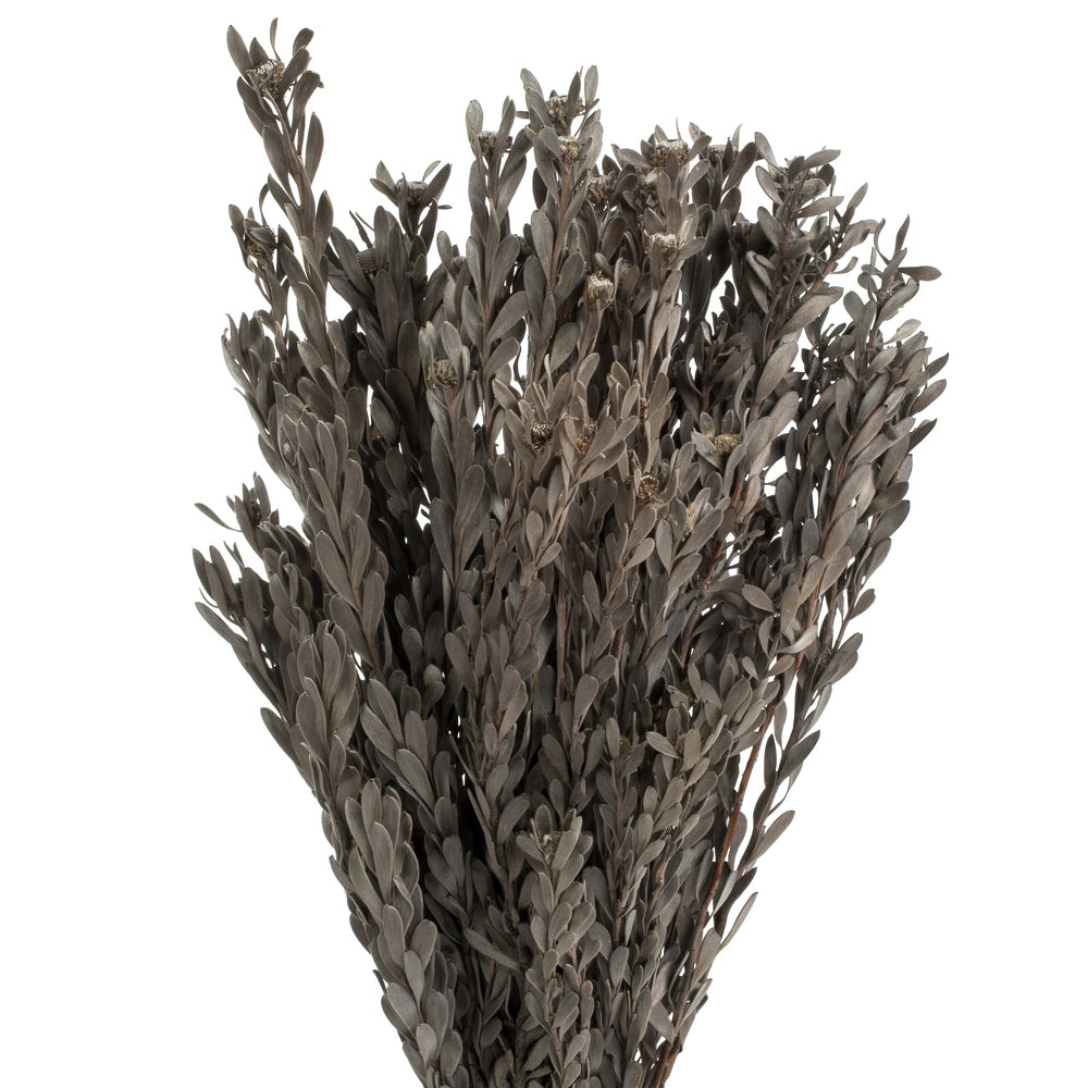 Vickerman 18-20" Silver White Pubescens 5 oz Bundle Preserved