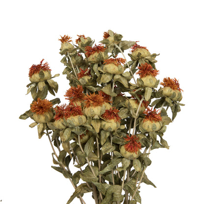 Vickerman Natural Botanicals 22-26" Natural Autumn Dried Safflower 4 oz. Bunch