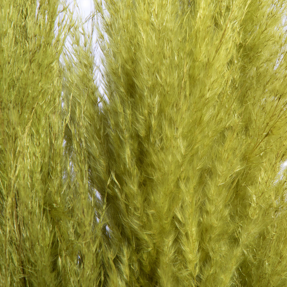 Vickerman 46" Dried Light Basil Green Pampas 6 pack. It includes two stems. Recommended for Indoor.