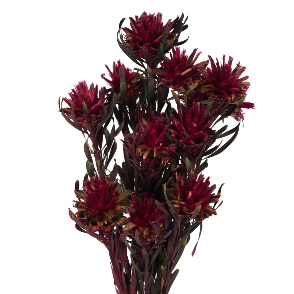 Vickerman 8-20" Merlot Plumosum Female 8 flower heads per bundle Preserved