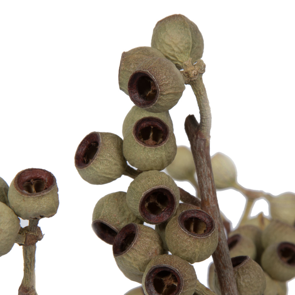 Vickerman Natural Botanicals 14" x 1-3" Natural Ambernut Branch