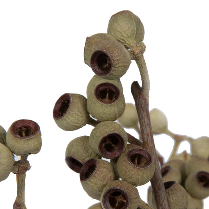 Vickerman Natural Botanicals 14" x 1-3" Natural Ambernut Branch