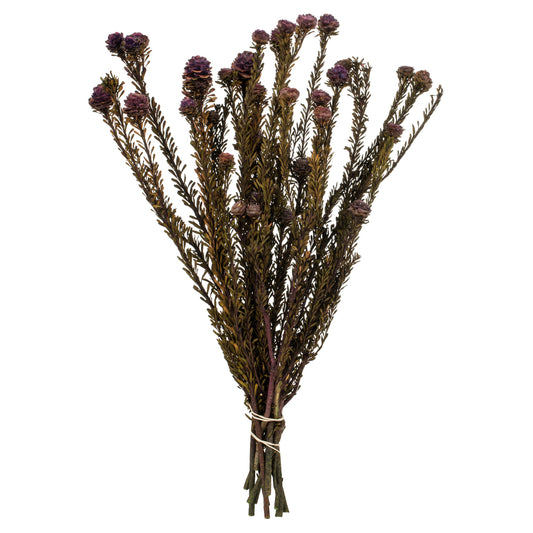 Vickerman 12" Violet Tortum Bundle Female Preserved