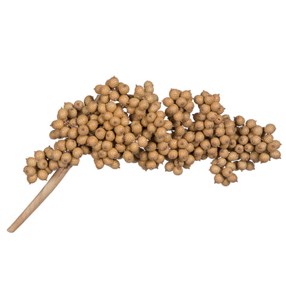 Vickerman Natural Botanicals 6"-8" Canella Natural 25 Pcs/Pack