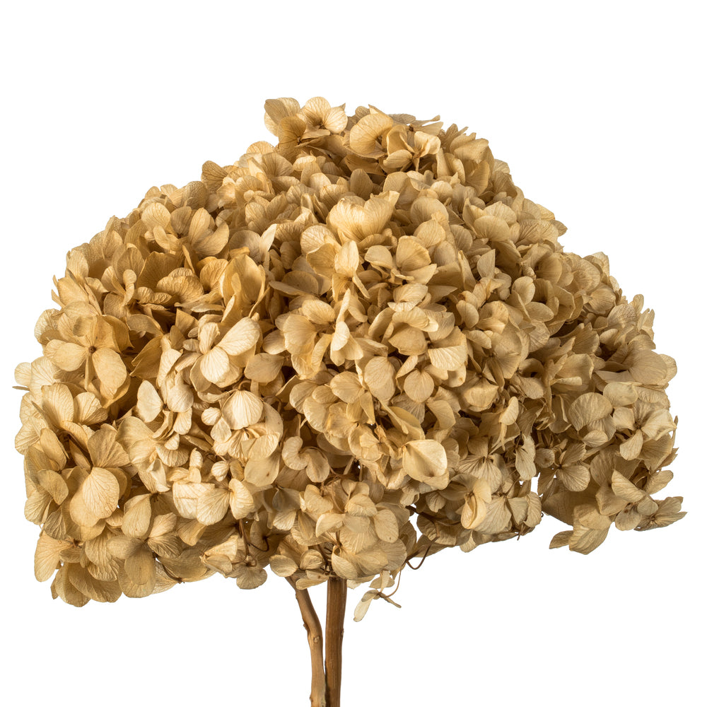 Vickerman 15" Ivory Hydrangea with Multiple Branch Segments. Preserved