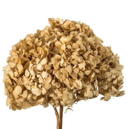 Vickerman 15" Ivory Hydrangea with Multiple Branch Segments. Preserved