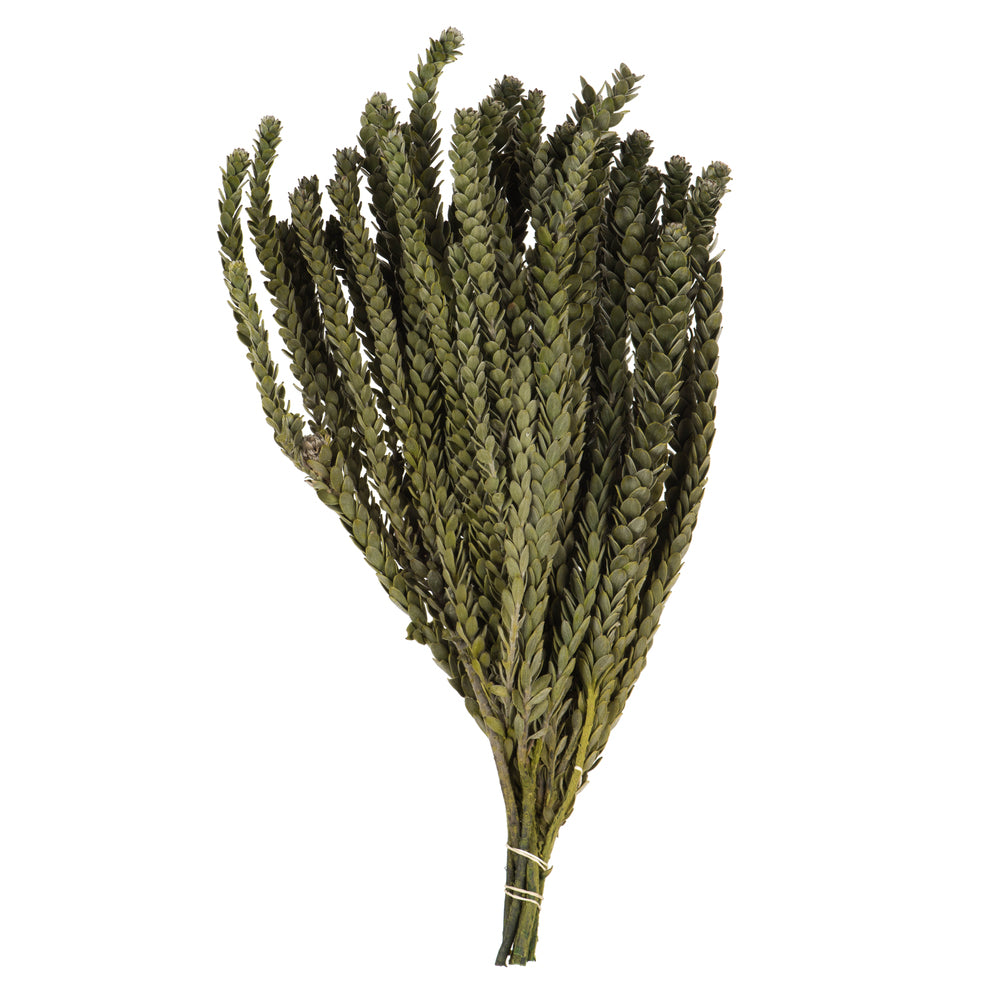 Vickerman 12-16"  Green Buxifolia - Mini 4 oz Bundle Preserved