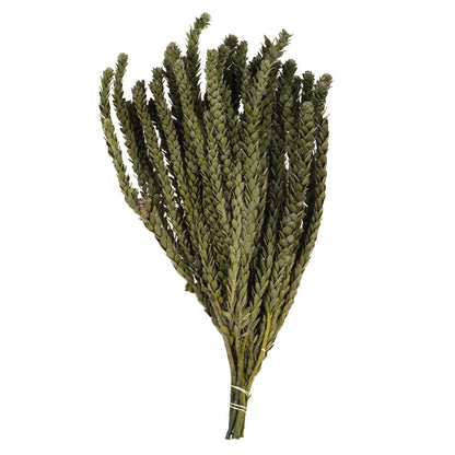Vickerman 12-16"  Green Buxifolia - Mini 4 oz Bundle Preserved