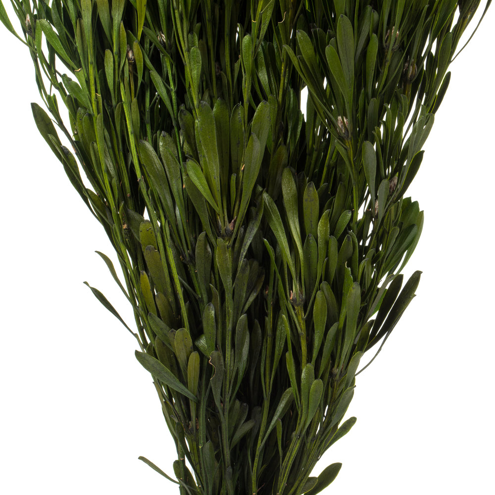 Vickerman 18-24" Spring Green Platys Foliage Comes in a 5 oz Bundle Preserved